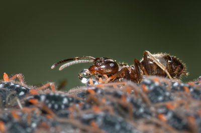 Close-up of insect