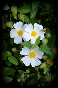 Close-up of white flowers blooming outdoors