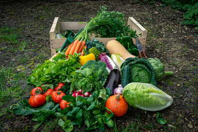 Fresh and colorful organic vegetables on soil floor. taken from above