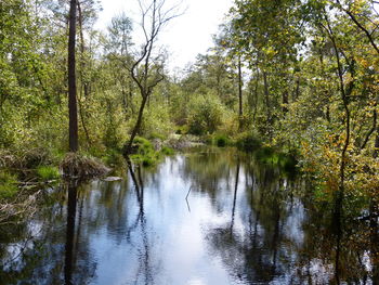 Scenic view of lake in forest