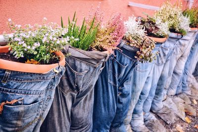 Potted plants in jeans against wall