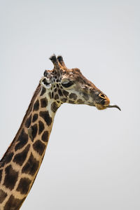 Low angle view of giraffe sticking out tongue against clear sky