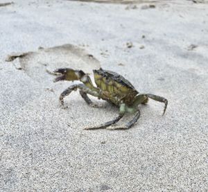 Close-up of crab on sand