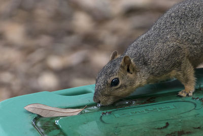 Close-up of squirrel drinking water on metal during rainy season