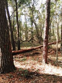 Trees on field in forest