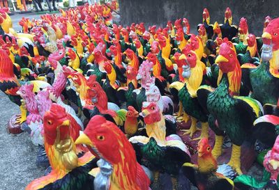 Close-up of multi colored birds