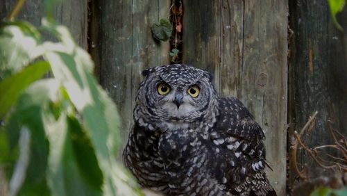 Portrait of owl perching on tree trunk