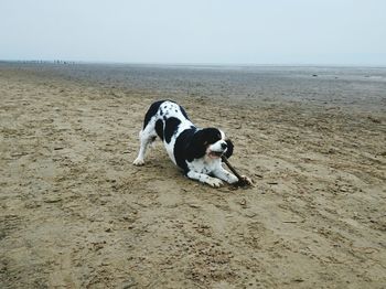 Dog on beach against clear sky