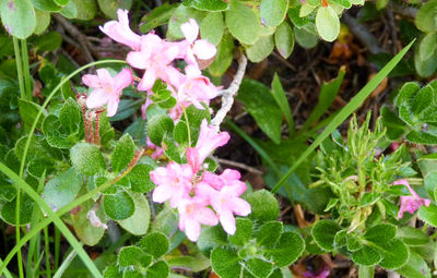 High angle view of pink flowers blooming outdoors