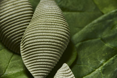 Close-up of fern leaves