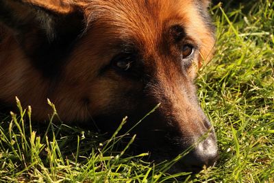 Close-up of dog