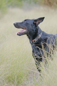 Black dog looking away