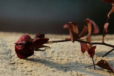 Close-up of dry plant