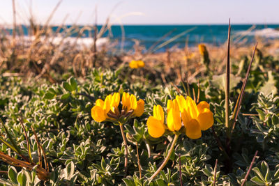 Close-up of yellow flowering plants by sea against sky