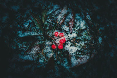 High angle view of red berries growing on tree