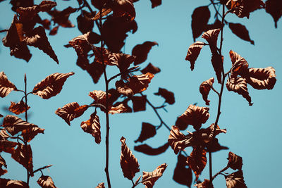 Low angle view of leaves against sky