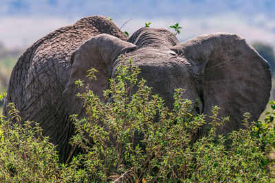 View of elephant on field