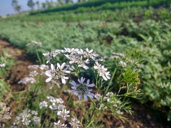 Close-up of flowers blooming on field