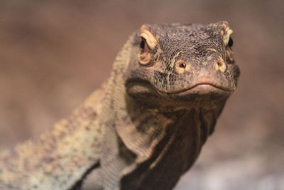 Close-up of iguana