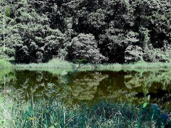 Scenic view of lake in forest