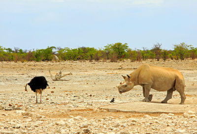 Rhinoceros standing on field against sky