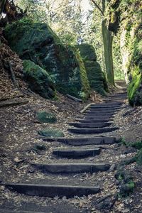 Staircase in forest