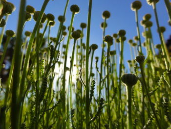 Close-up of flowering plants on field. abstract art nature.