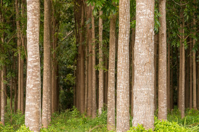 Pine trees in forest