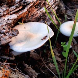 High angle view of mushroom growing on field