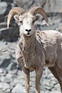 Big horn sheep at glacier national park in montana