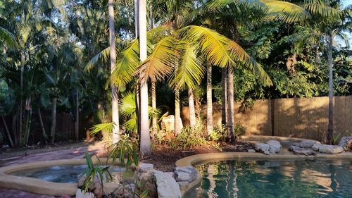 View of palm trees by plants