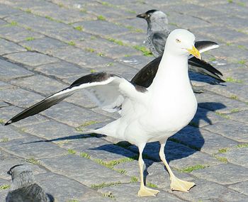 Close-up of bird