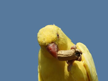 Close-up of a bird against blue background