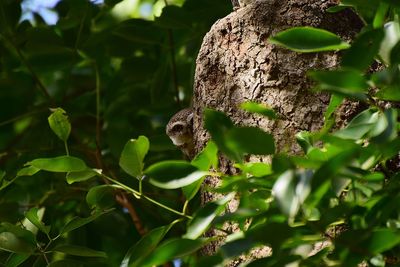 Close-up of bird perching on branch