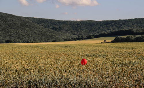 Scenic view of field against sky