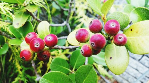 Close-up of cherries growing on plant