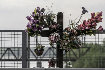 Close-up of purple flowering plants against fence