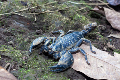 High angle view of lizard on rock