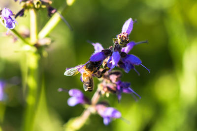 Close-up of bee pollinating on purple flower