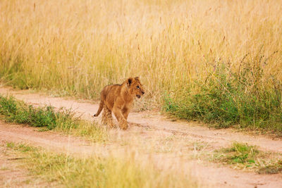 Full length of lion cub walking on dirt road