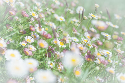 View of flowering plants and leaves on field