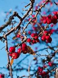 Close-up of red berries growing on tree