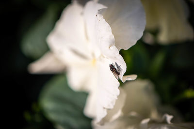 Close-up of white flower