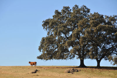 View of a tree on field