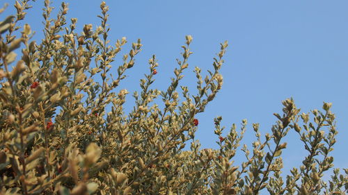 Low angle view of stalks against clear blue sky