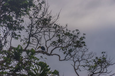 Low angle view of silhouette tree against sky