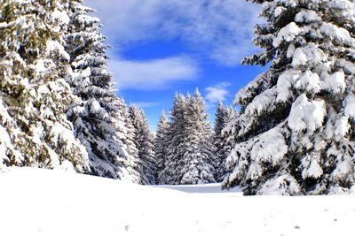 Snow covered trees against sky