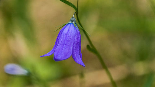 Close-up of purple flowering plant