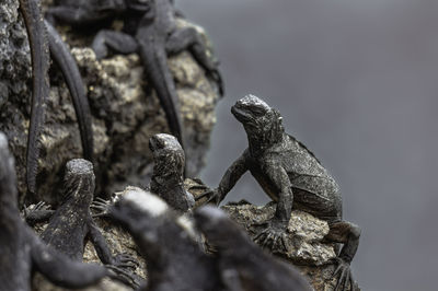 Close-up on baby marine iguanas. the reptiles are climbing on a clif wall above the water.