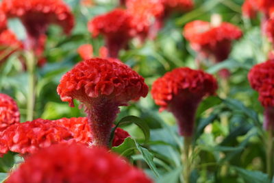 Close-up of red flowers